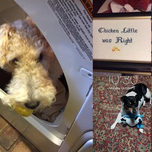 Meet your Posher, Janet